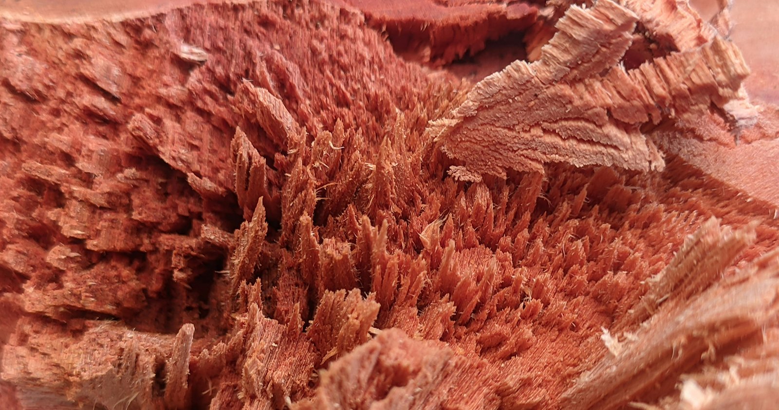 Photo by Woliul Hasan on Unsplash